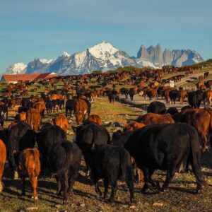 9 Day cattle drive back to winter pastures